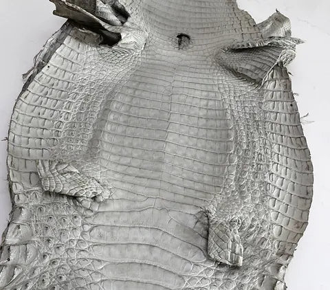 Caiman Belly