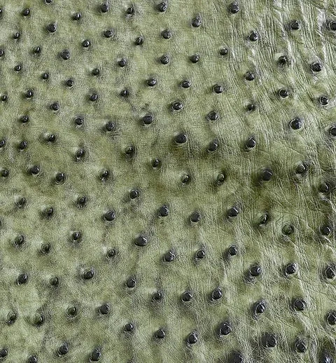 Ostrich