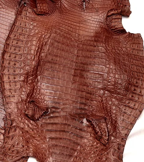 Caiman Belly
