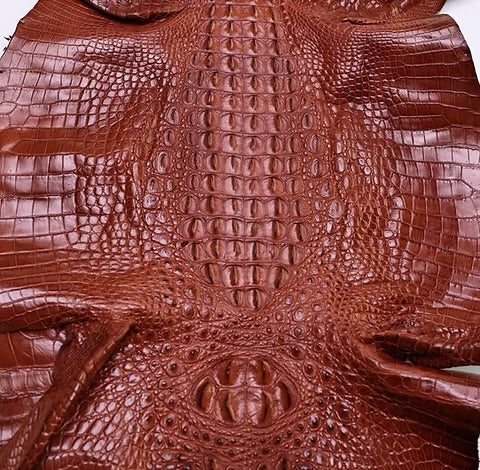 Nile Crocodile/Back Cut