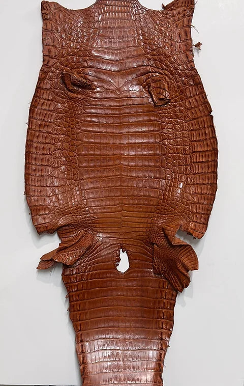 Caiman Belly
