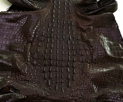 Nile Crocodile/Back Cut