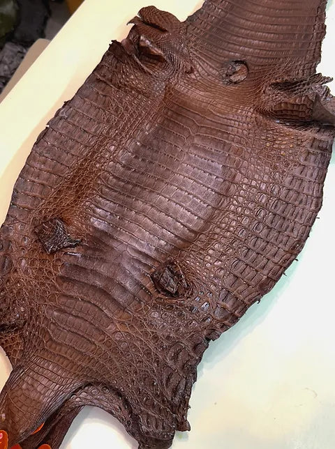 Caiman Belly
