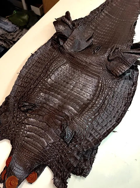 Caiman Belly