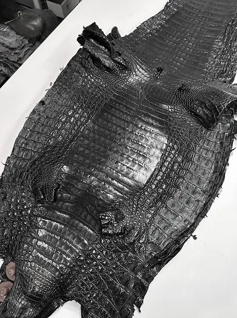 Caiman Belly
