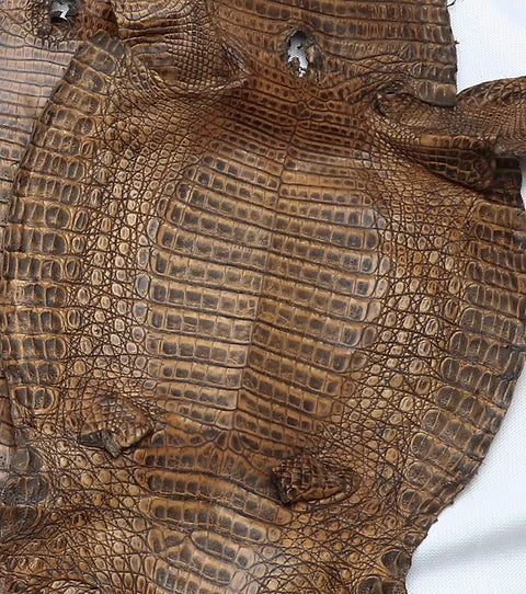Caiman Belly