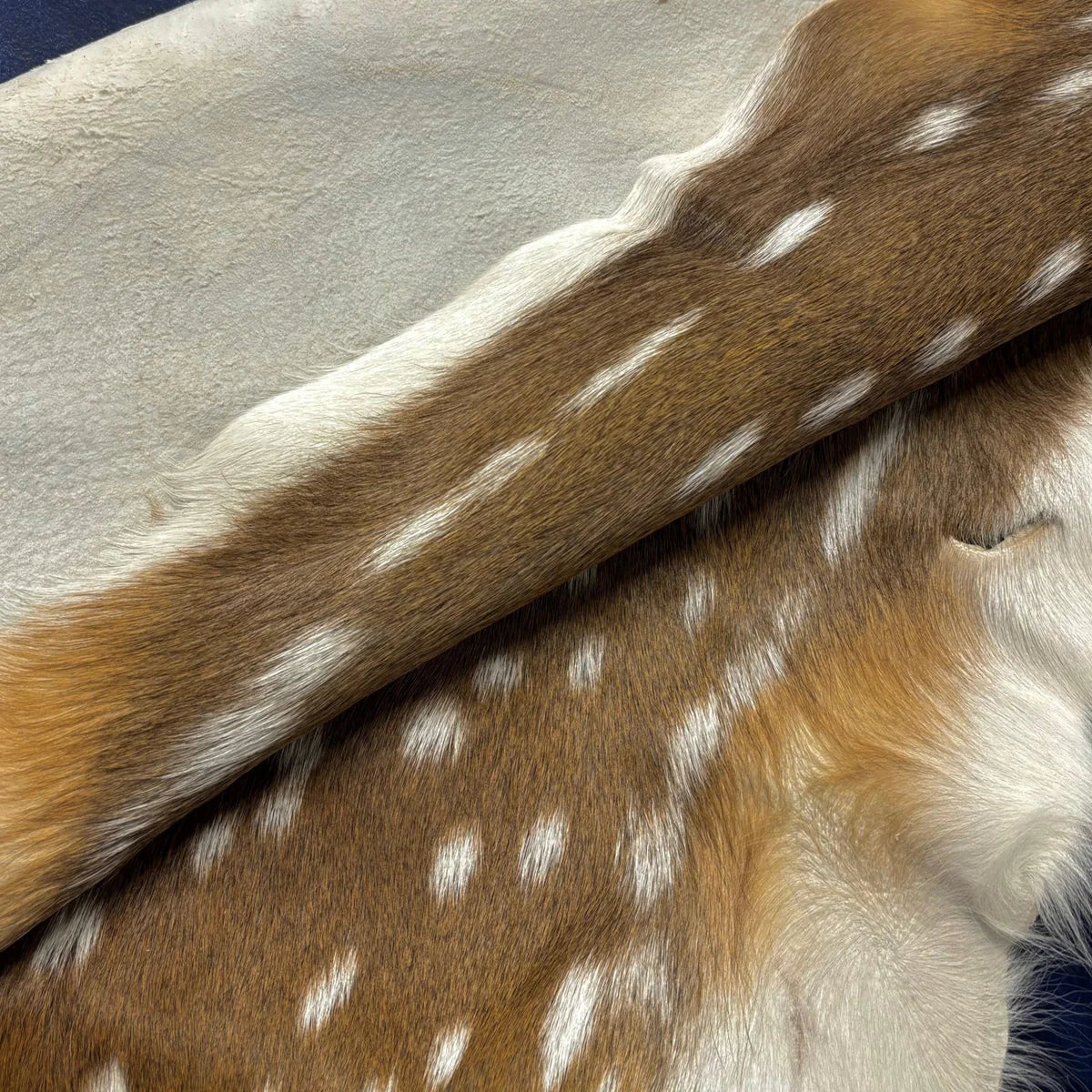 Deer (Grade 1)/Customize